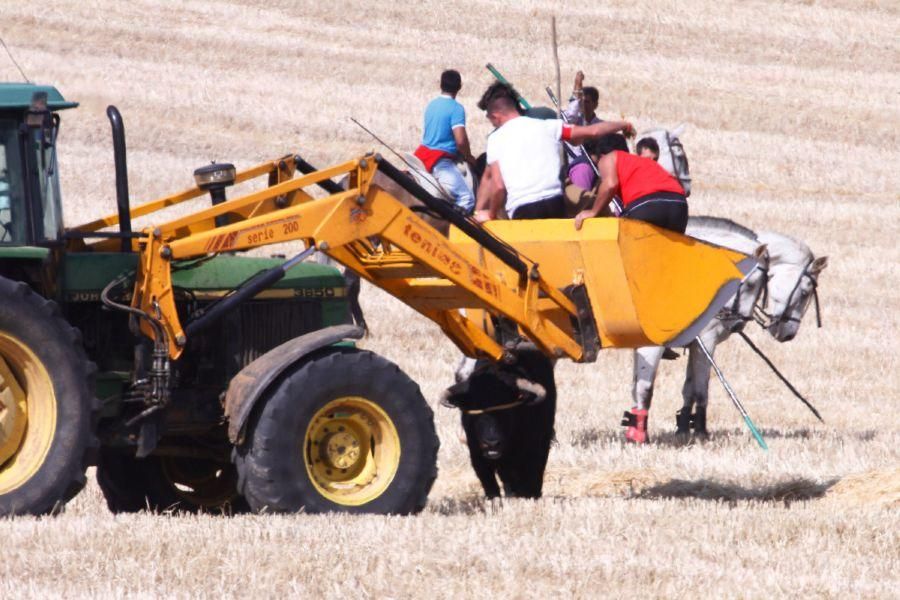 Fiestas en Zamora: Encierro campero en VIllaescusa