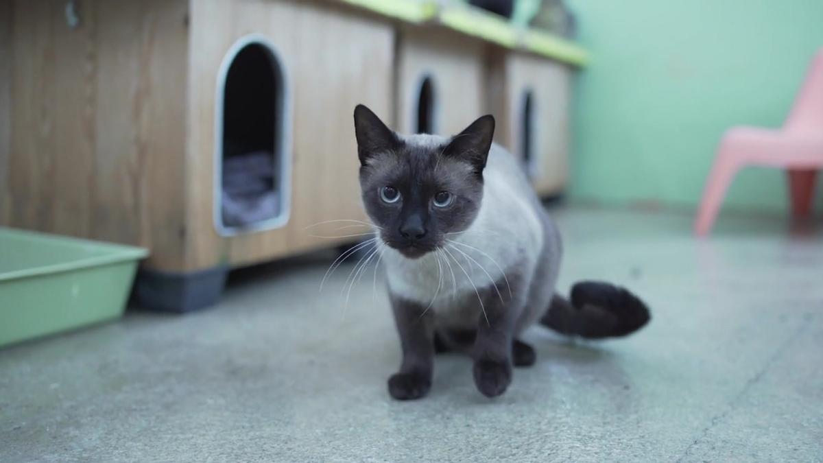 Barcelona promueve la adopción de gatos para combatir la soledad de las personas mayores.
