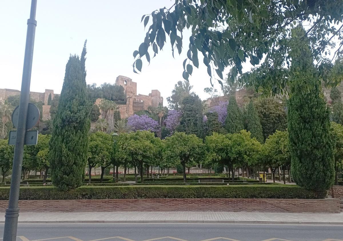 Jacarandas en flor en los Jardines de Puerta Oscura, esta semana.