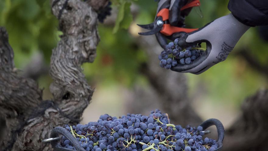 La DO Campo de Borja sube el grado alcohólico a su vino por el cambio climático