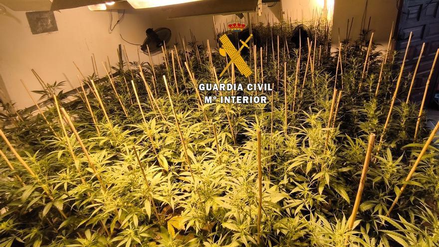 Archivo - Imagen de archivo de una plantación de marihuana