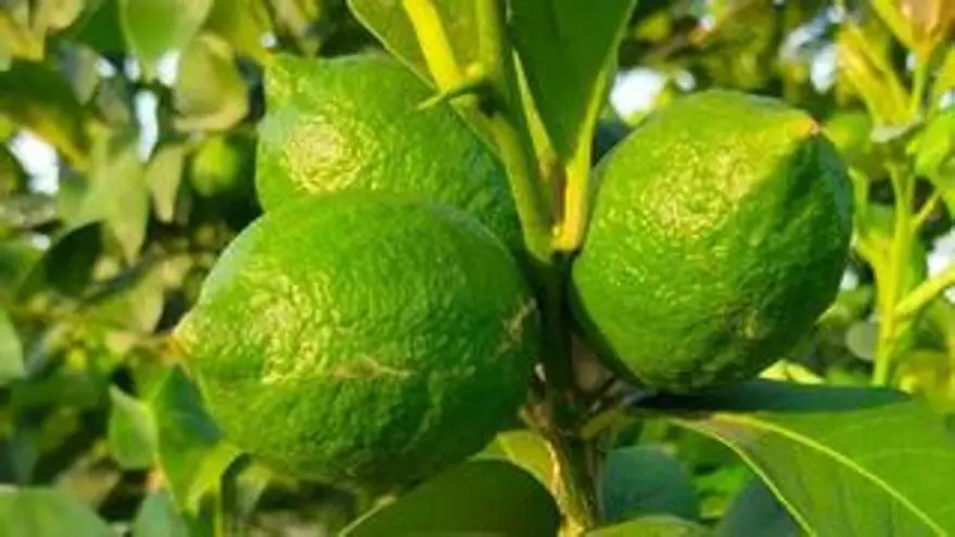 Asaja confía en el trasvase para aumentar un 15% la producción de limón fino