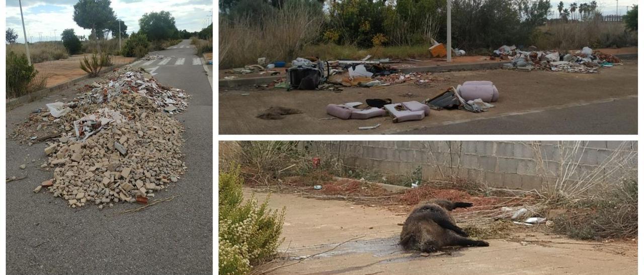 Estado del PAI Torre la Sal de Cabanes, con jabalís muertos en las calles y vertidos ilegales.