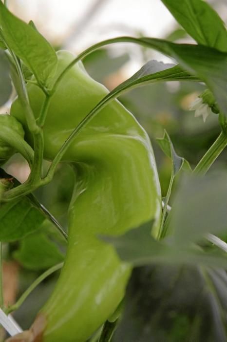 Ein Besuch bei Jaume Pou auf der Paprika-Plantage bei Inca.