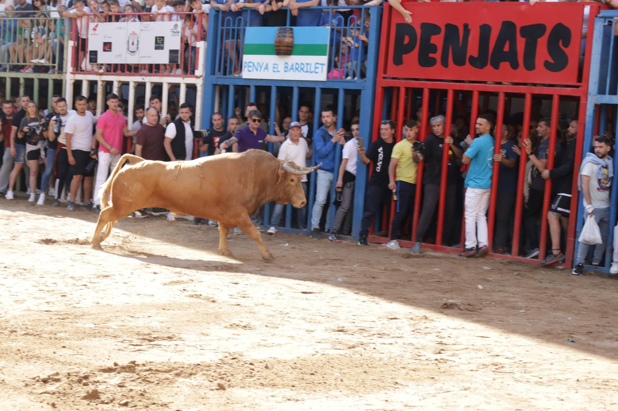 MACROGALERÍA DE FOTOS: Búscate en el encierro y los primeros 'bous' de las fiestas de Almassora