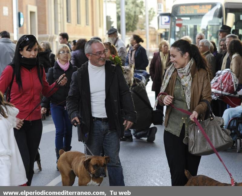 GALERÍA FOTOS - La provincia celebra Sant Antoni