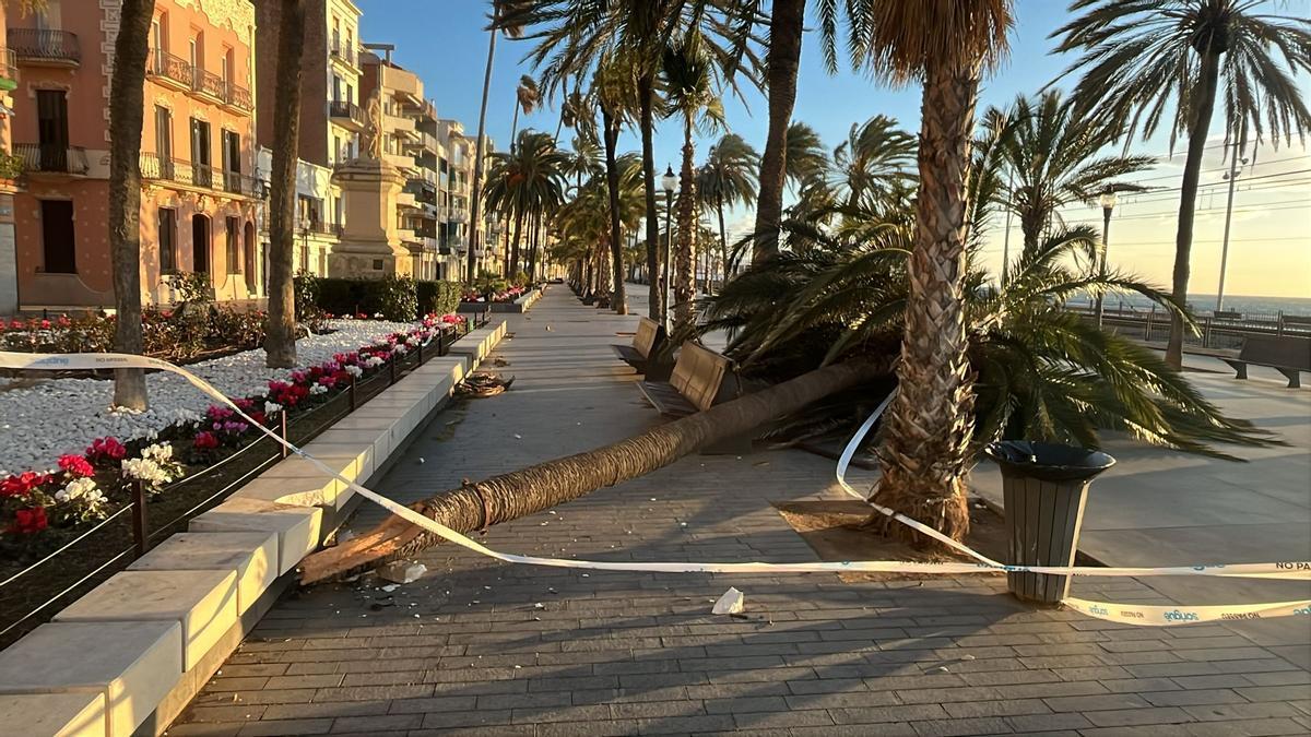Palmera caída en la playa de Badalona.