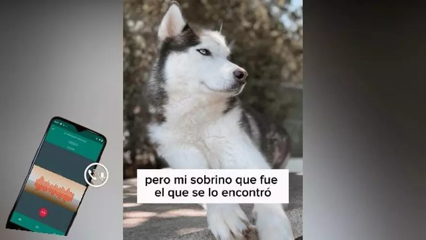 Audio de la llamada entre el presunto estafador y la familia del perro desaparecido: «Mi sobrino lo encontró; debe recibir una gratificación»