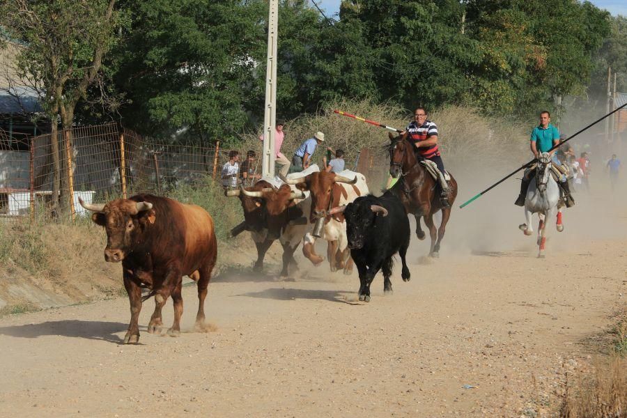 Encierro taurino en San Miguel de la Ribera