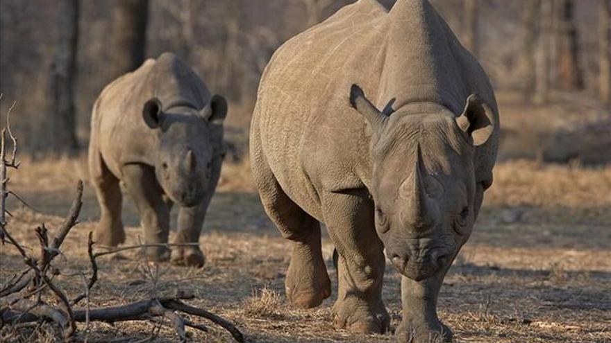 256.000 euros para matar un rinoceronte negro