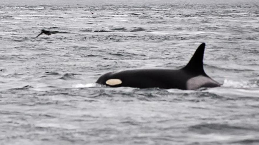 Muere &#039;Granny&#039;, la orca más vieja del mundo