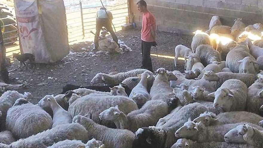 Trabajos de esquilado de estos días en la finca de Cas Callerís, en el término municipal de Inca.