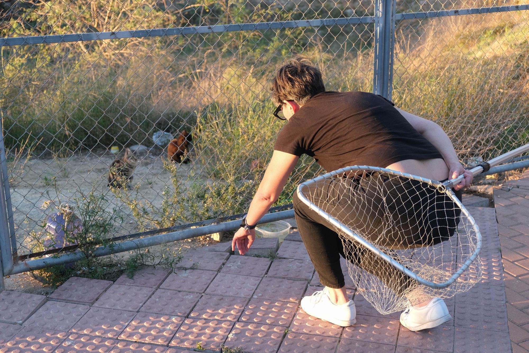 La Asociación Animalia de Guardamar trabaja en el control de colonias felinas en la localidad