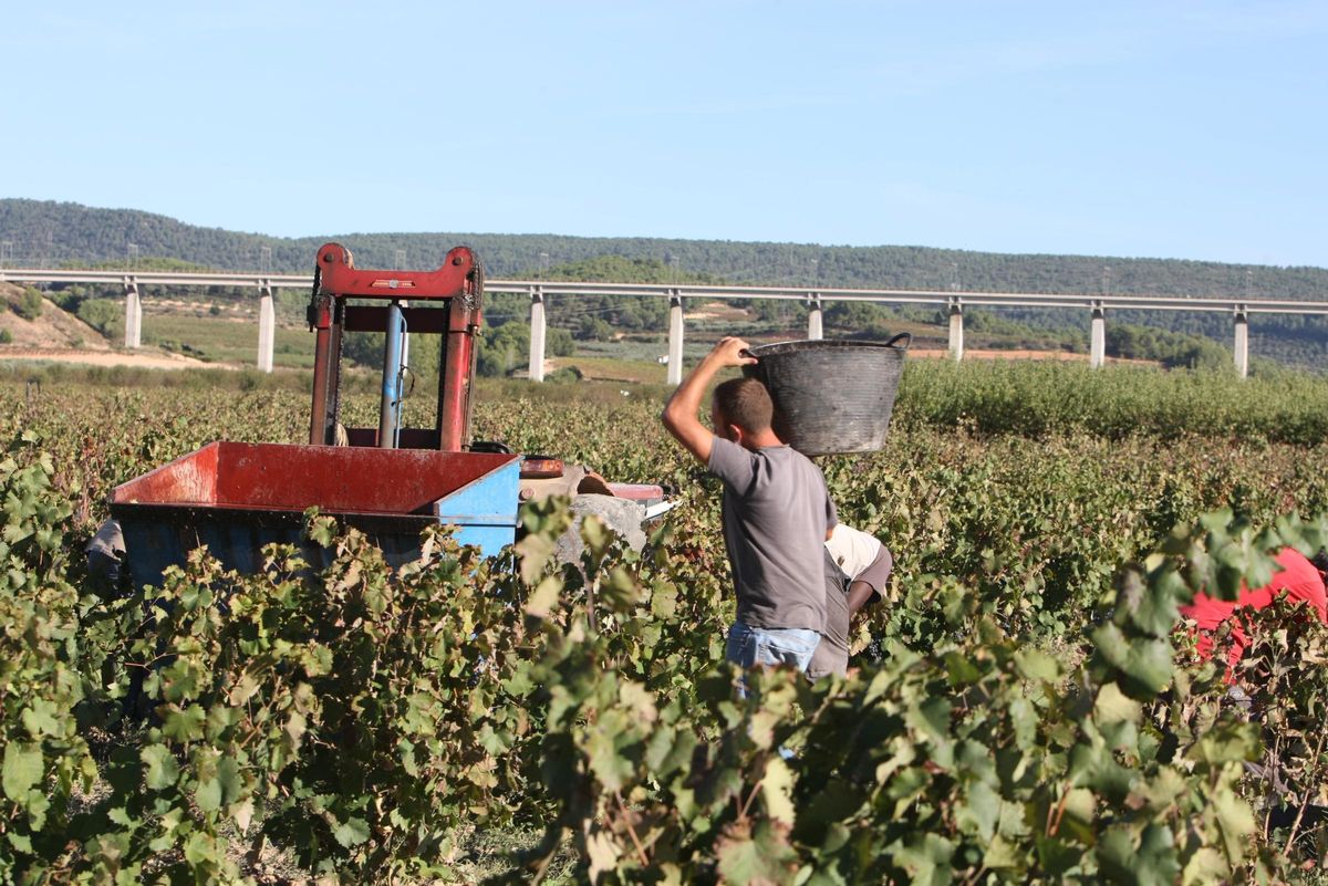 Agricultores realizan trabajos de vendimia en un campo de la Font de la Figuera.