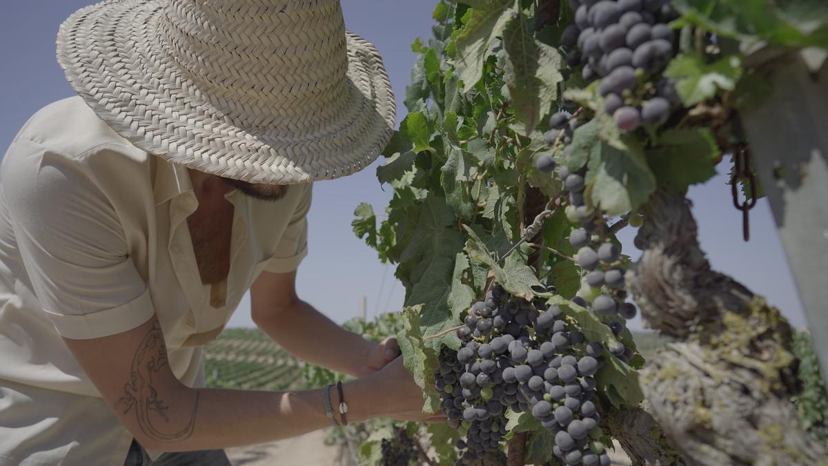Las viñas del Pla i Llevant crecen casi a nivel del mar, acunadas por la brisa del Mediterráneo que les confiere personalidad propia