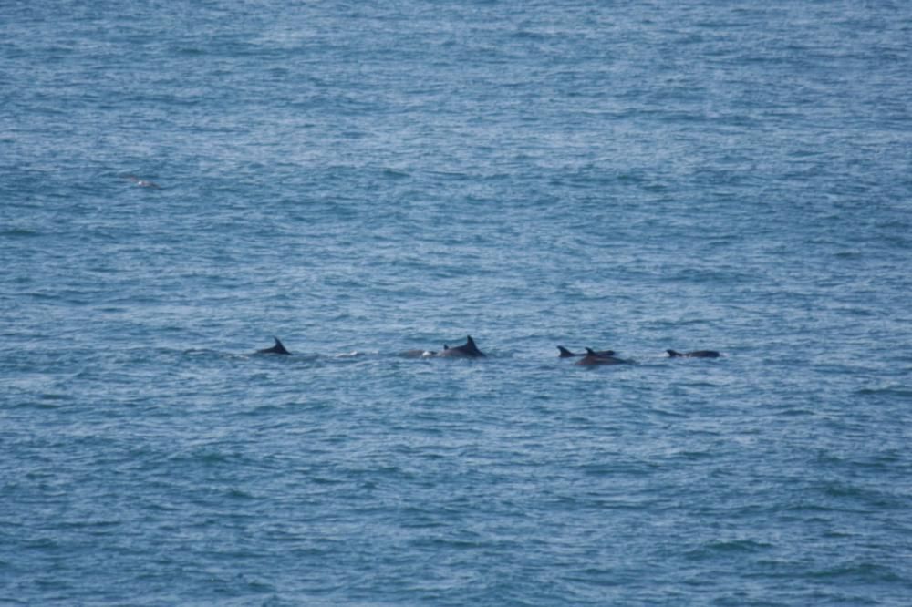 Delfines en San Lorenzo