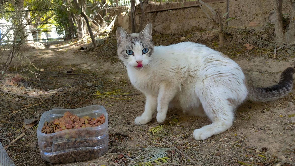 Los 7 Quiebres Del Gato Envenenado De Las Catrachas Gato envenenado: Investigan la muerte de un felino en la zona del Carraixet