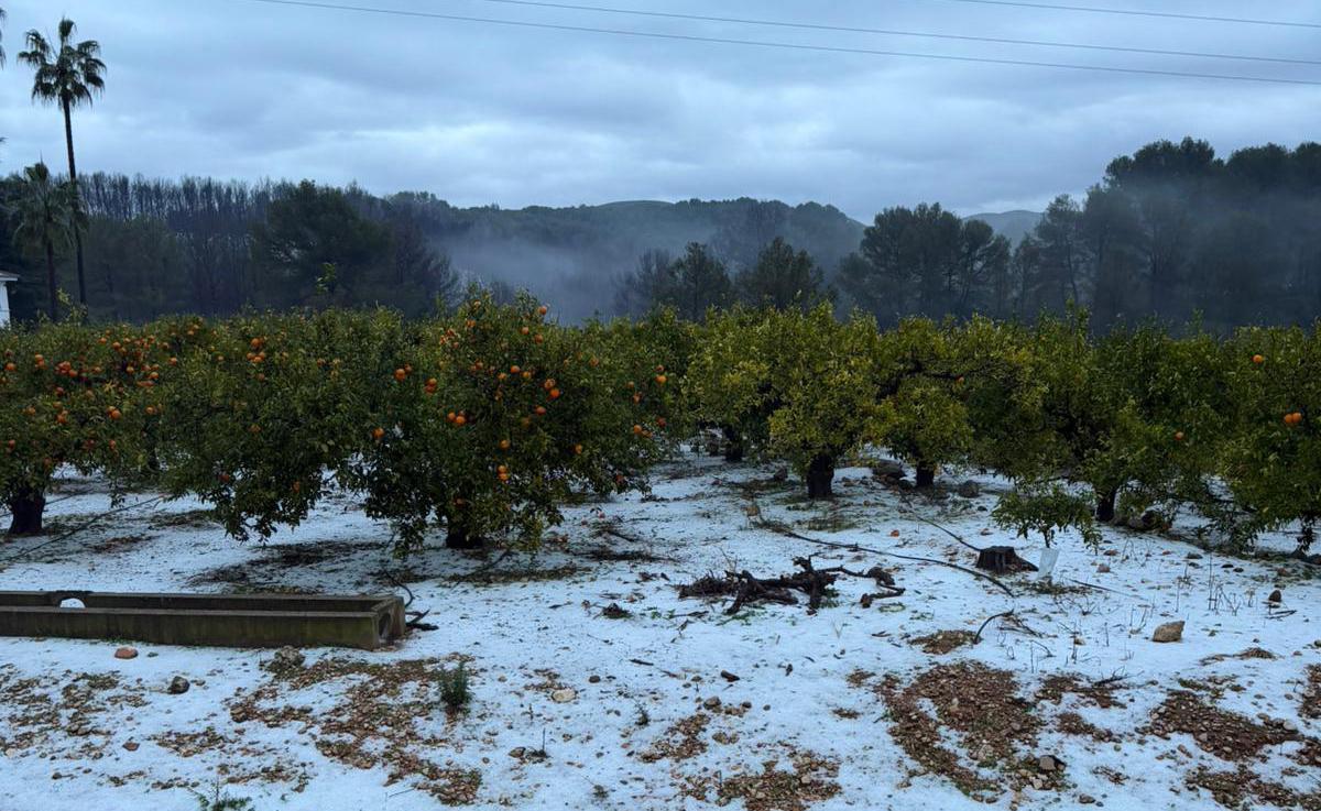 Pedrisco en una campo de cítricos de Quatretonda.