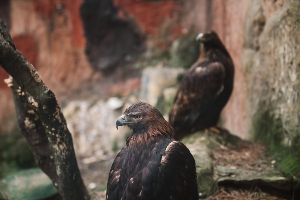 19.02.2026. MADRID. Imágenes de las instalaciones de GREFA (Grupo de Rehabilitación de la Fauna Autóctona y su Hábitat), una organización no gubernamental sin ánimo de lucro, que nace en 1981 como asociación para el estudio y conservación de la naturaleza. Foto: Alba Vigaray