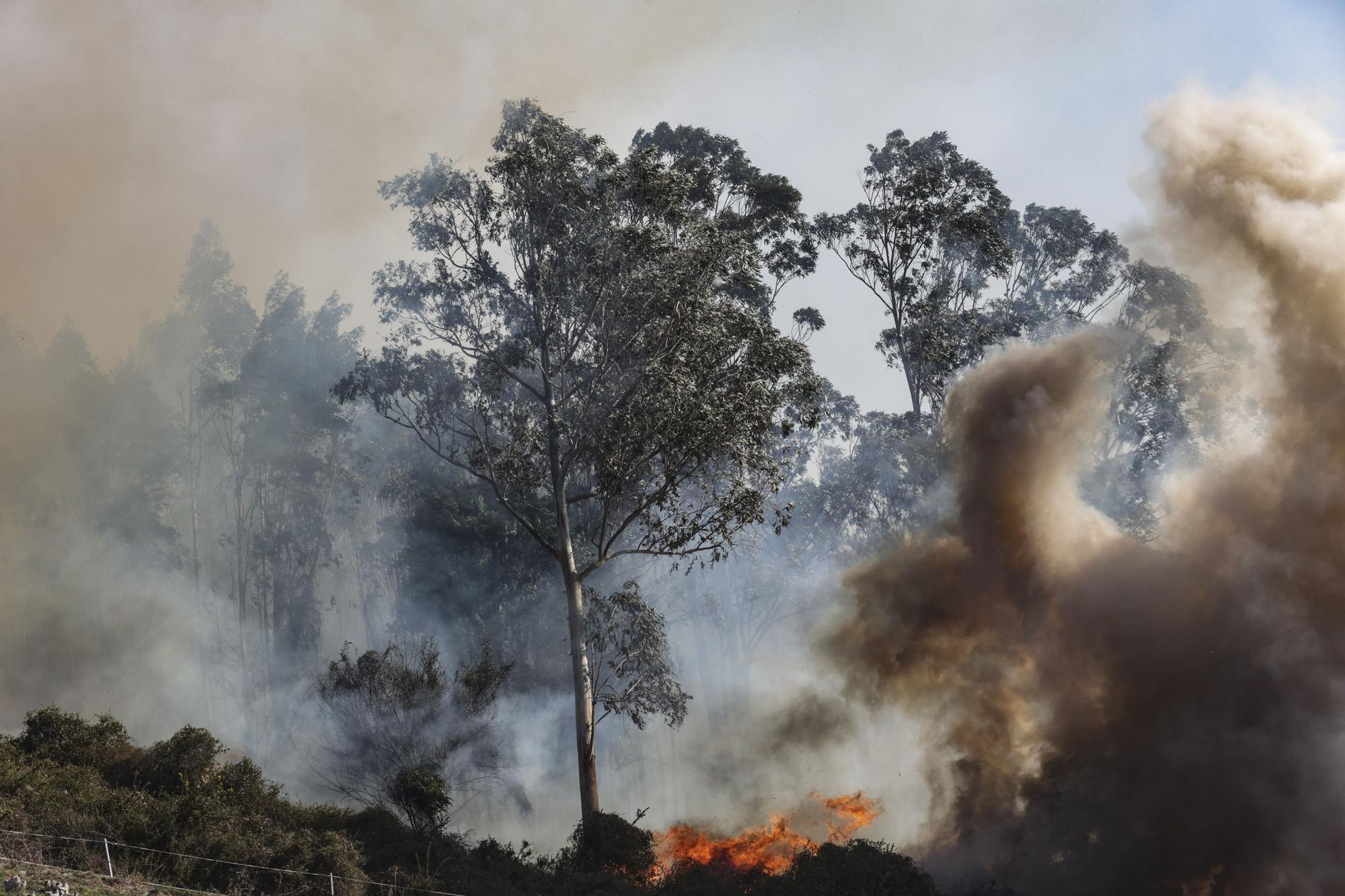 Los bomberos trabajan en el monte Naranco contra las llamas