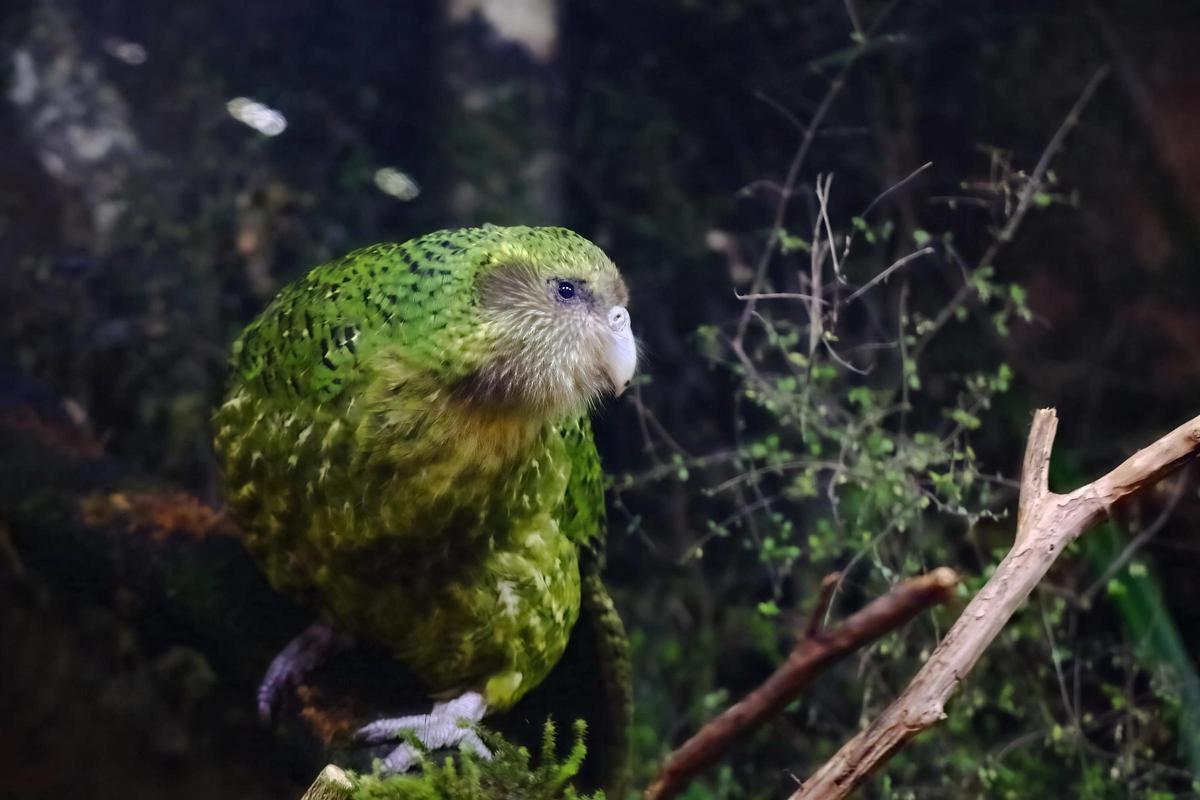 Descendiente del gran loro kakapo, animal no volador