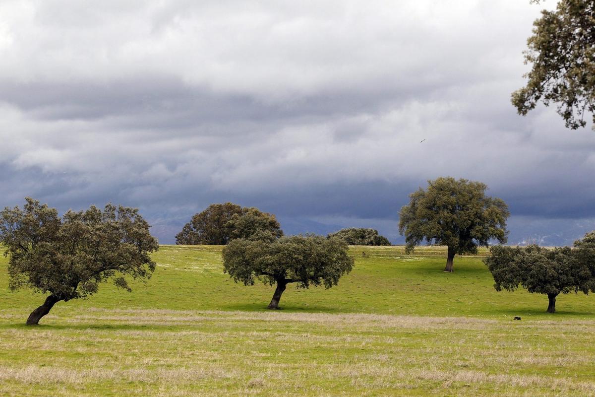 Las urracas son agentes muy eficaces para la plantación de encinas en campo abierto