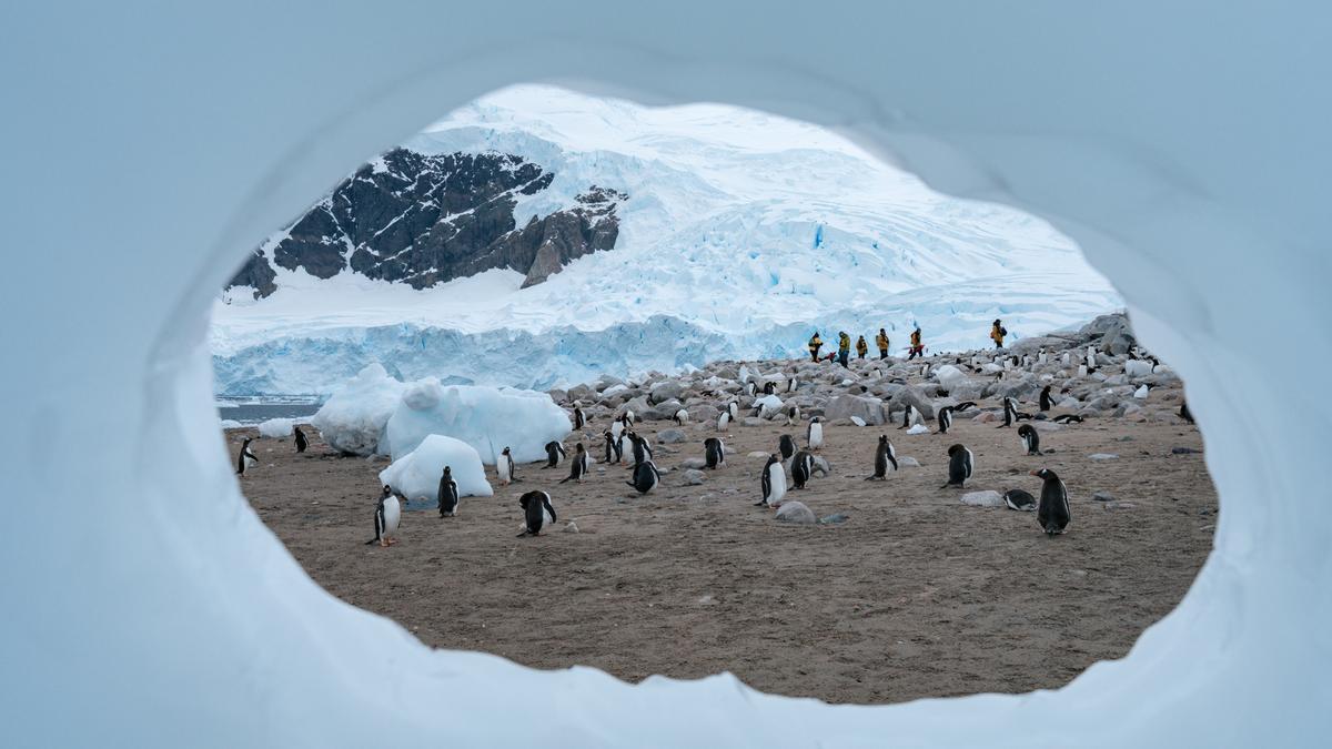 Pingüinos en la Antartida
