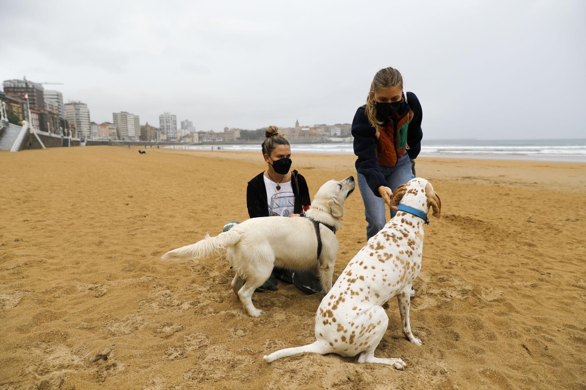 Los perros vuelven a las playas gijonesas