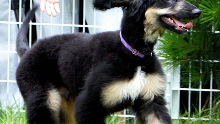 Imagen de archivo de Snuppy, el primer can clonado.