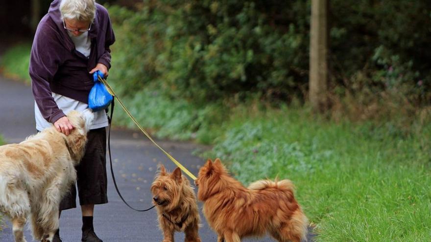 Voluntariado para perros viejos