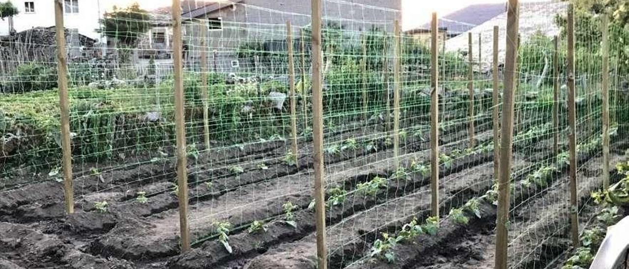 Una finca sembrada con la semilla de la Faba Loba. // FdV