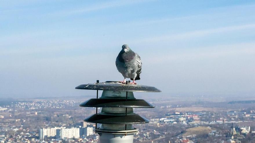 Descubren que los animales de las ciudades son más atrevidos y agresivos que los de campo