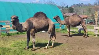 Los dromedarios que disfrutan comiendo naranjas: así son los animales a los que encantan las visitas y que viven en Llanera desde 2020