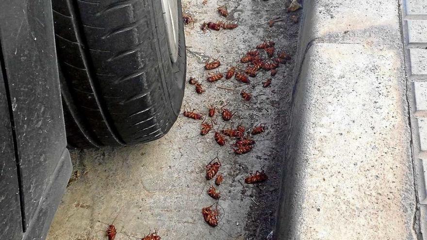 Los bichos salieron ayer por &quot;efecto desalojo&quot;