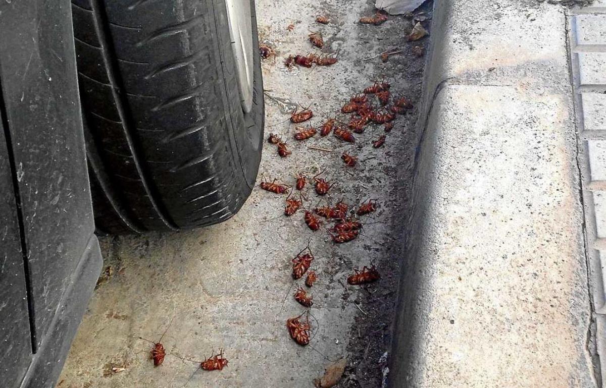 Los bichos salieron ayer por "efecto desalojo"
