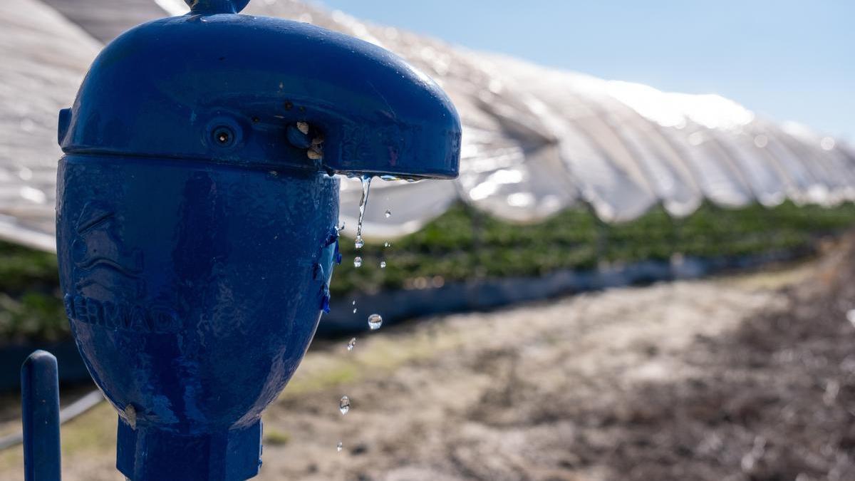 Imagen de cultivo agrícola en el entorno del Parque Nacional de Doñana.