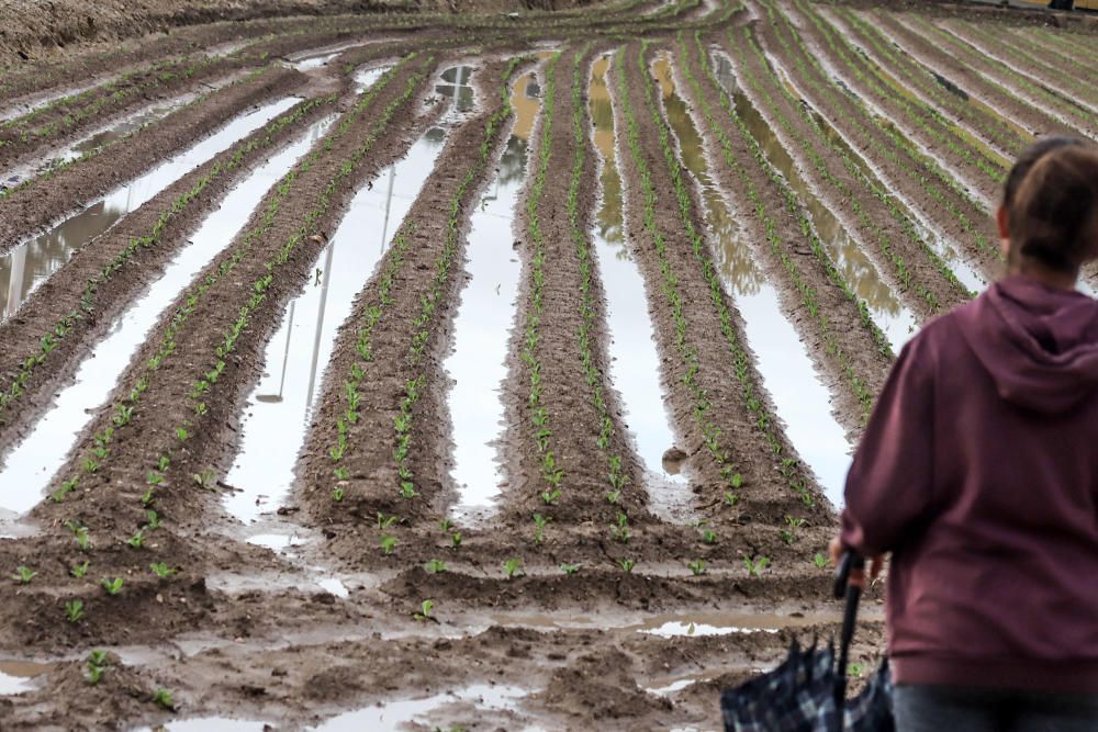 Las lluvias han dejado entre 15 y 30 litros por metro cuadrado en la Vega Baja