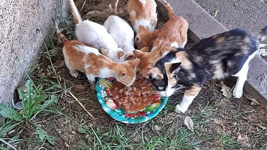 Un grup de gats joves s&#039;alimenta, mentre espera entrar en adopció.