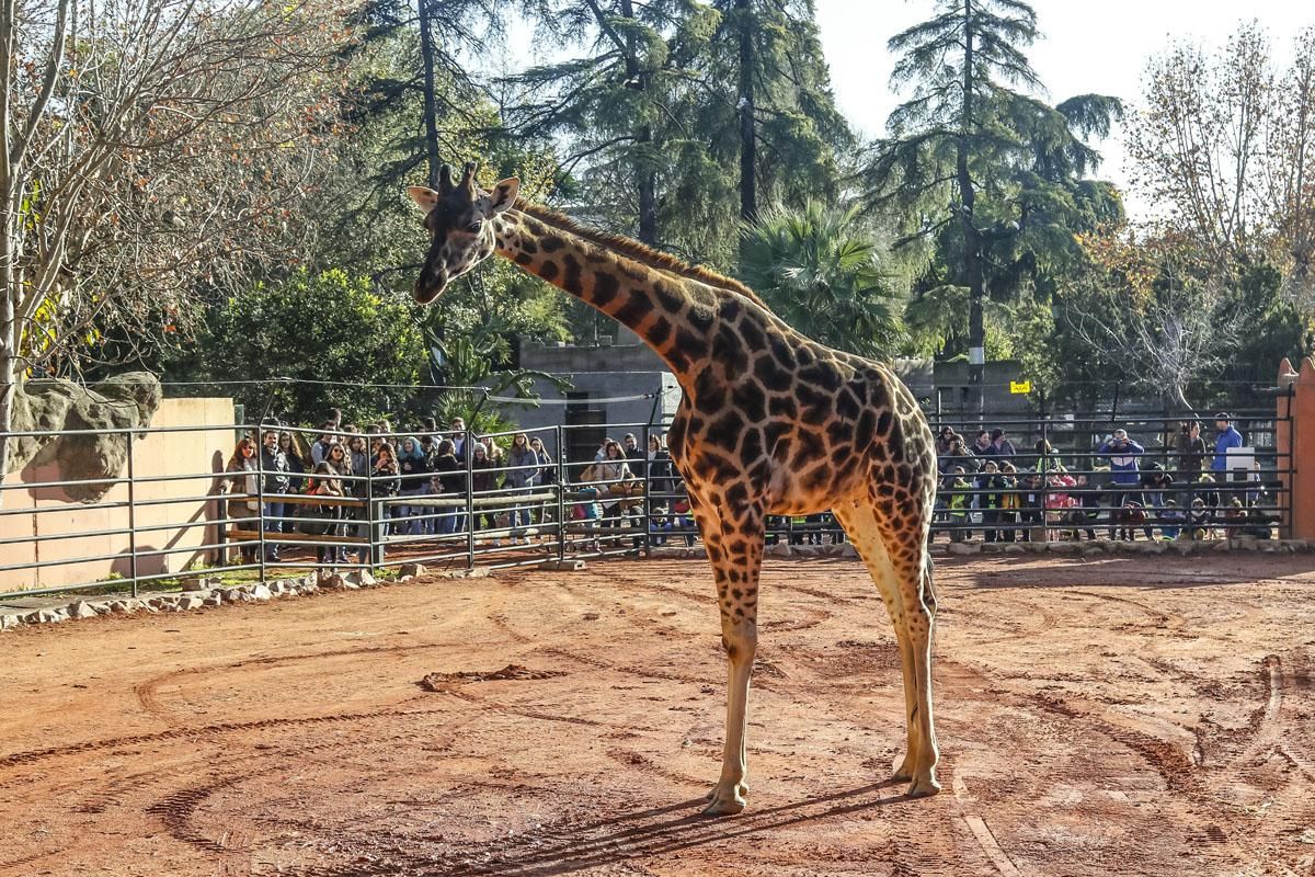 Bulería, la primera jirafa del Zoo de Córdoba