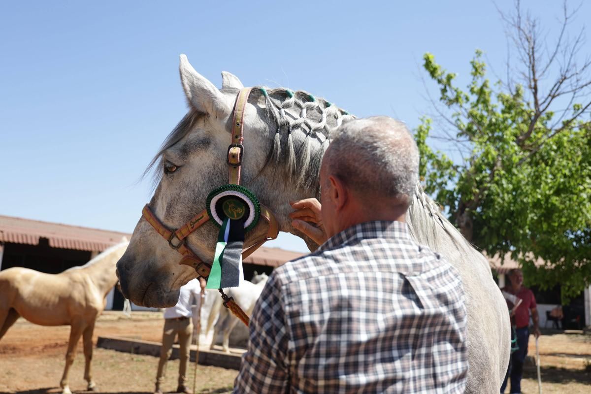 Fotogalería | Así se ha desarrollado la feria equina de Cáceres