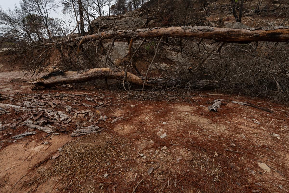 La regenació ha començat a diversos punts de la zona cremada a l'incendi de l'Anoia