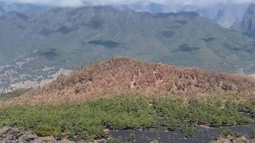 Una imagen de la zona afectada por la lagarta canaria.  | | EL DÍA