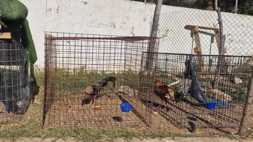 Gandia prohibirá la tenencia de gallos en los núcleos urbanos consolidados