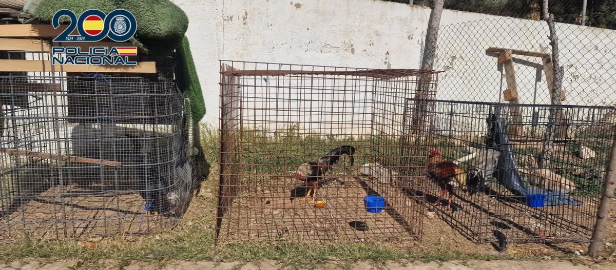 Gallos enjaulados presuntamente para peleas en una imagen de archivo de la Policía Nacional.