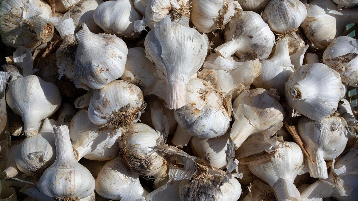 Ajo cordobés, del que se exportan unos cinco millones de kilos anualmente a Estados Unidos.