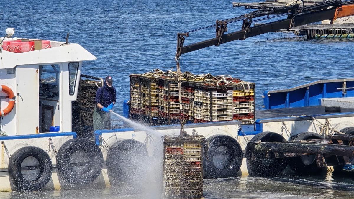 El viaje en catamarán permite al viajero familiarizarse con el cultivo de ostra.