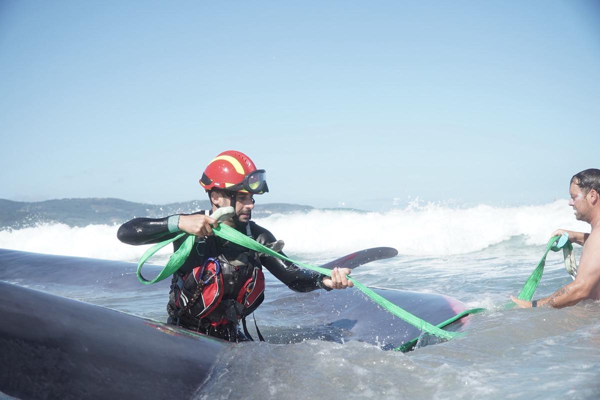 Rescate de la ballena varada en Arteixo