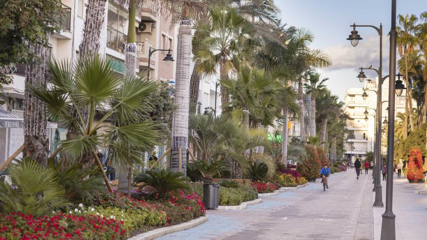 Plantas que ha colocado el Ayuntamiento de Estepona en la localidad con motivo de la Navidad