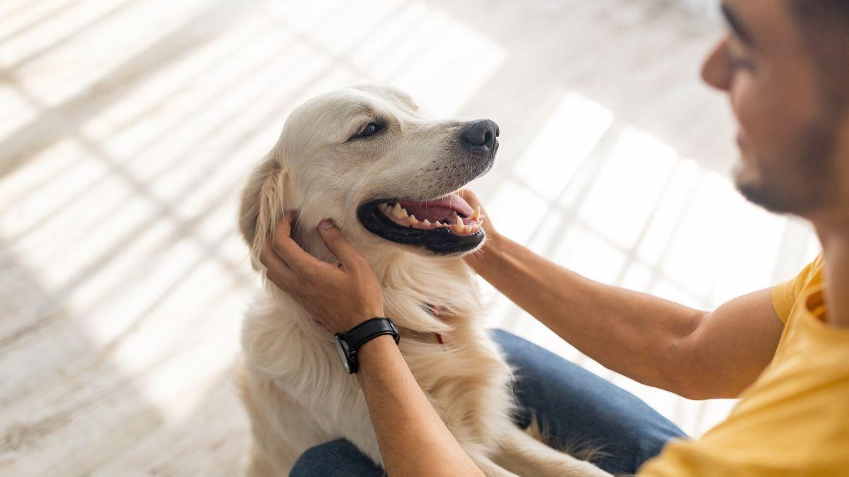 Los psicólogos coinciden: las personas que saludan y acarician a su perro antes de salir y al llegar a casa tienen esta personalidad