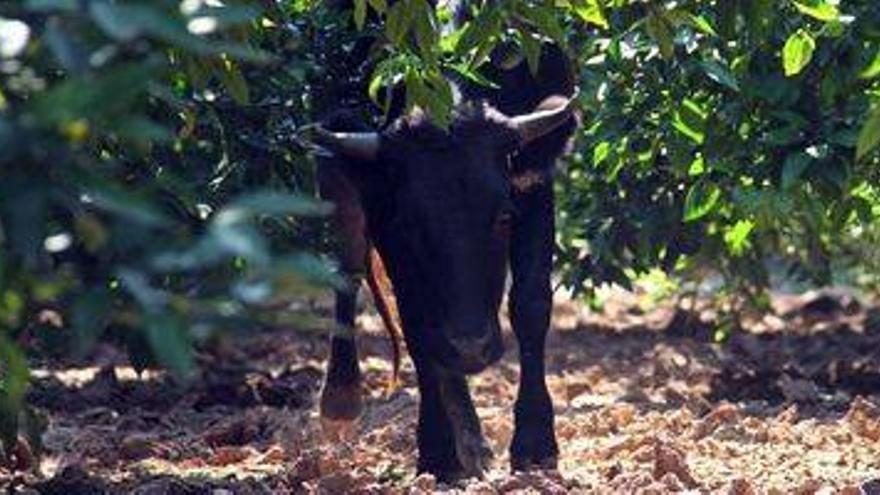 Un becerro suelto causa la alarma entre los agricultores de Burriana